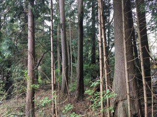 Picture of Point Roberts Parcel Number 405302-074556